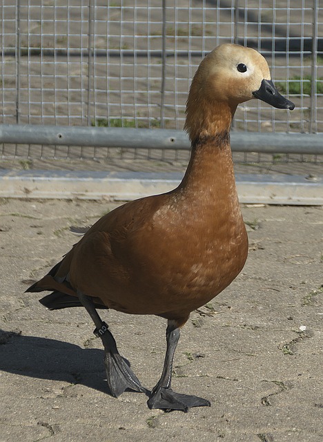 业生涯能够