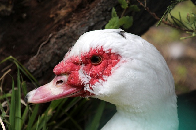 难以拉开明 难以拉开明